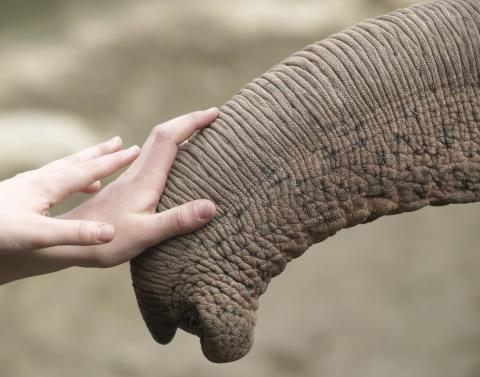 Hands reaching out to touch an elephant's trunk