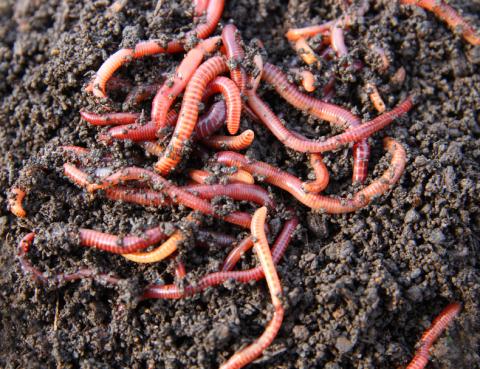 picture of worms