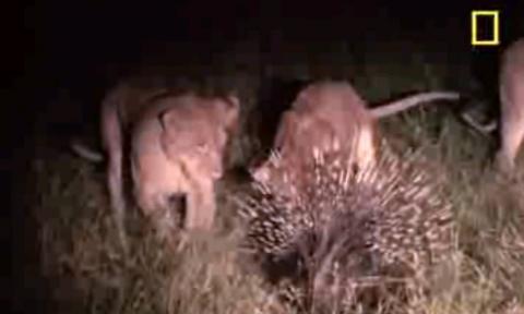 picture of a porcupine and lions