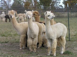 Some llamas