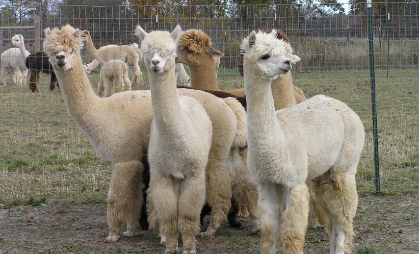 Some llamas
