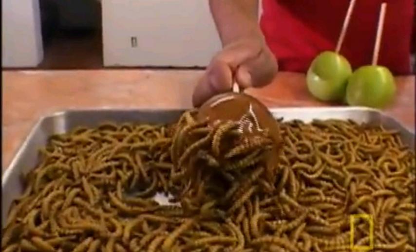 screenshot from the Eating Insects video