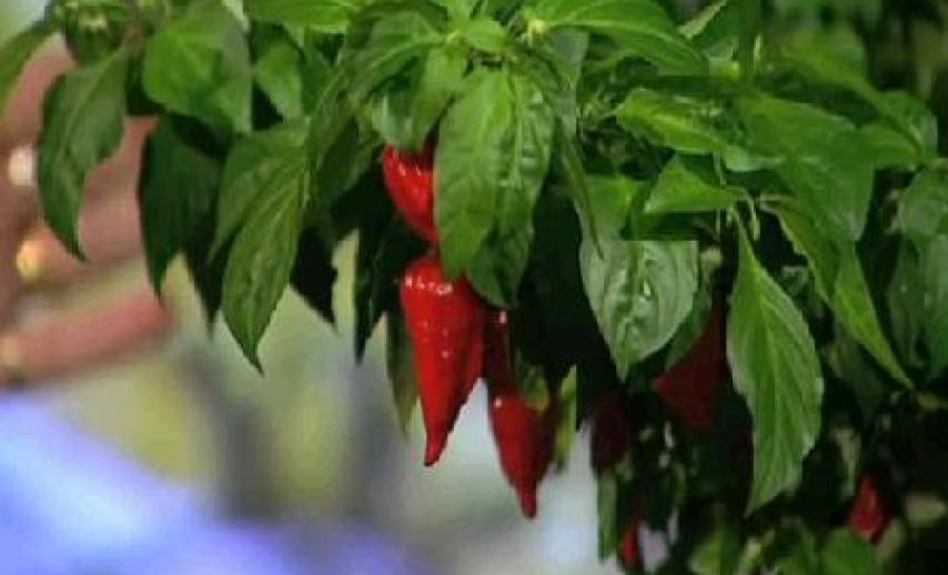 picture of chillies