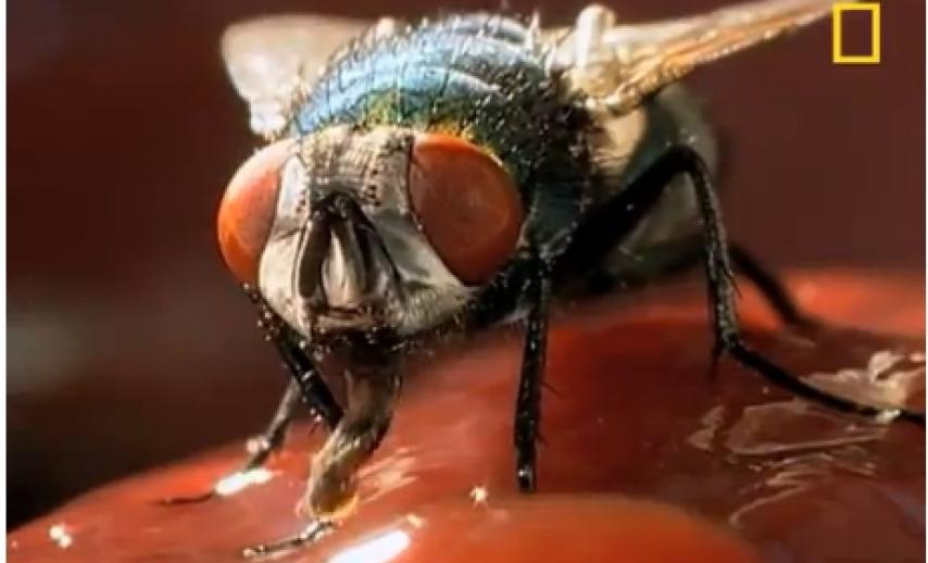 picture of a fly