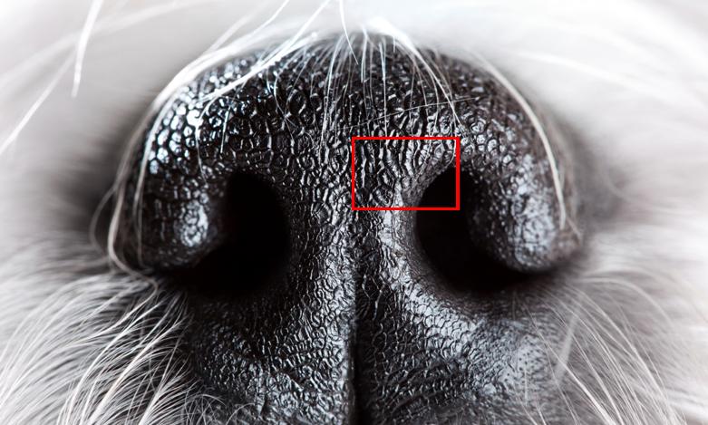 Dog's nose